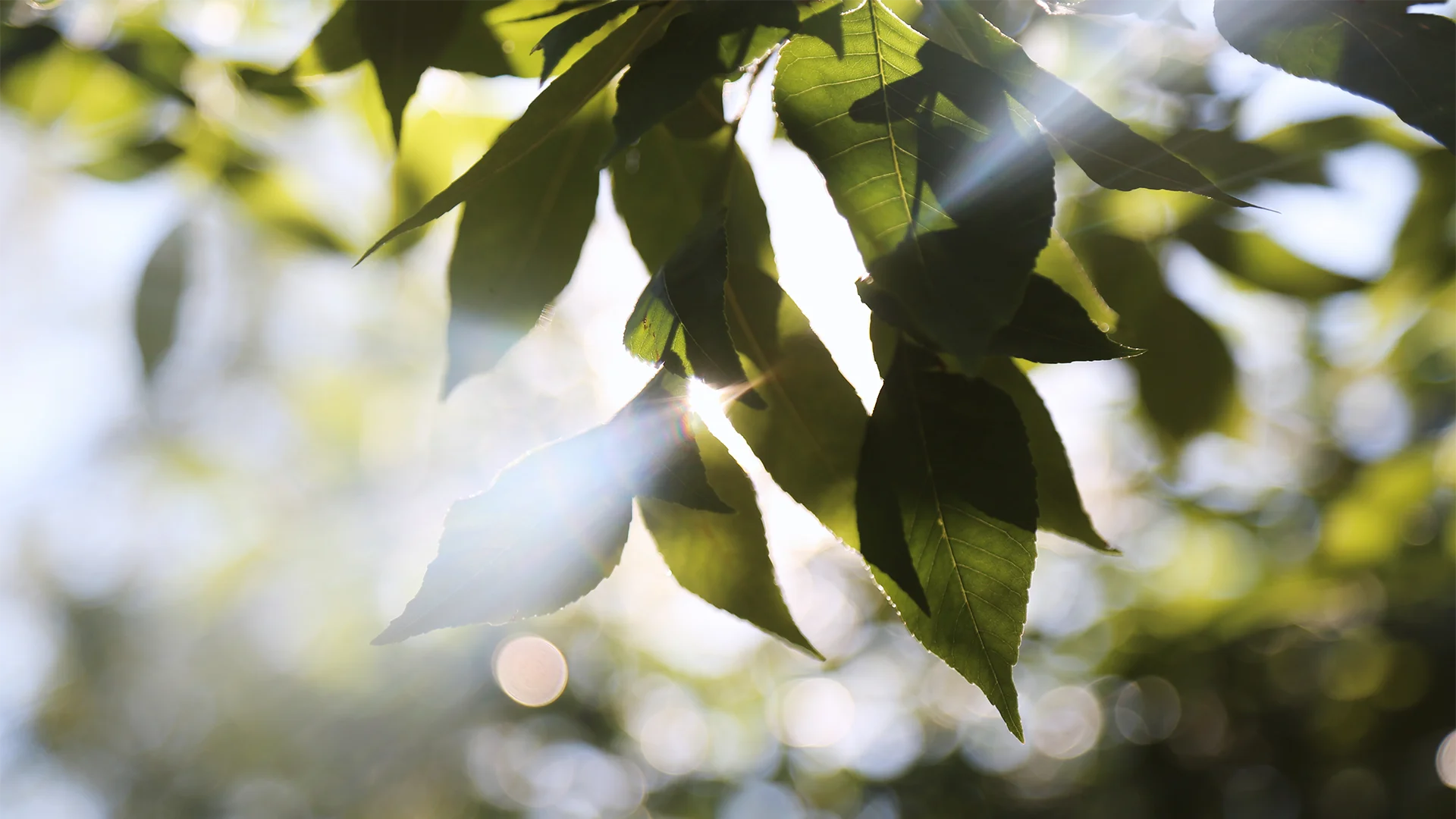 Baumzweig mit durchscheinendem Sonnenlicht (Foto)